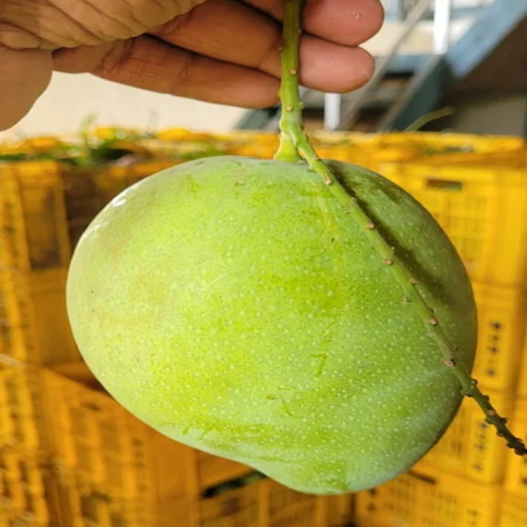 Wholesale Banganapalli Mangoes – United Arab Emirates